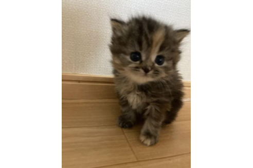 成約済の三重県のスコティッシュフォールド-30485の3枚目